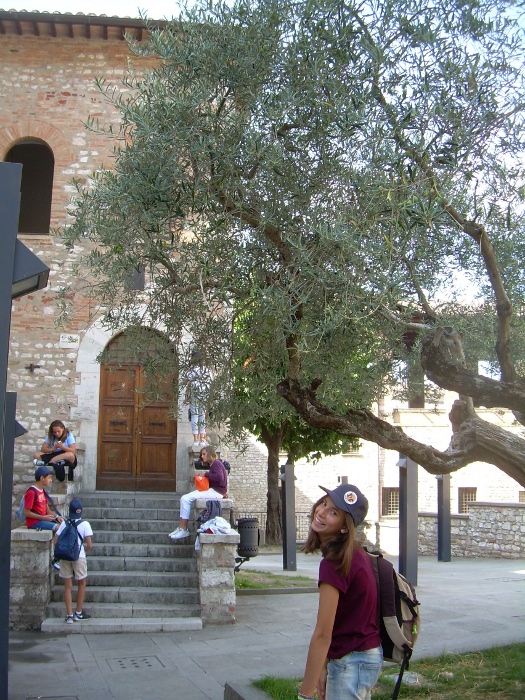 \"Pellegrinaggio ad Assisi, gruppo \"\"Carica del 2002\"\", 2-3/09/2015. A Gubbio tra gli ulivi\"